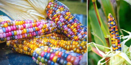 El Maíz Gema de Cristal, la bellísima mazorca con granos de colores traslúcidos cherokee