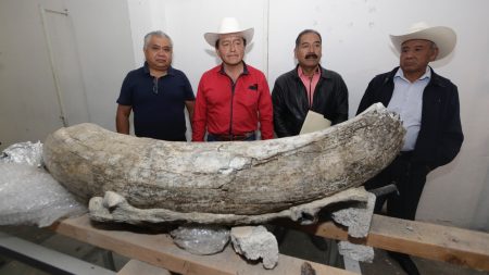 Puebla preserva una gran colección de fósiles de de camellos y mamuts de más de 10mil años