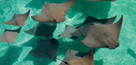 Descubren el primer vivero natural de mantarrayas del mundo en el Golfo de México