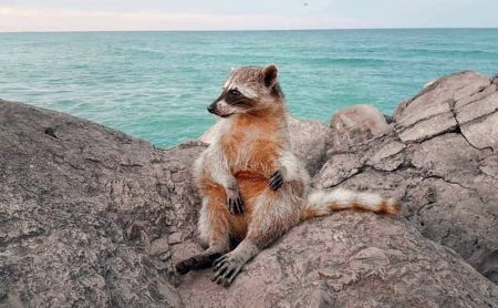 ¿Mapaches en la playa? Así es que llegaron a esta región del sur de Tampico (FOTOS)