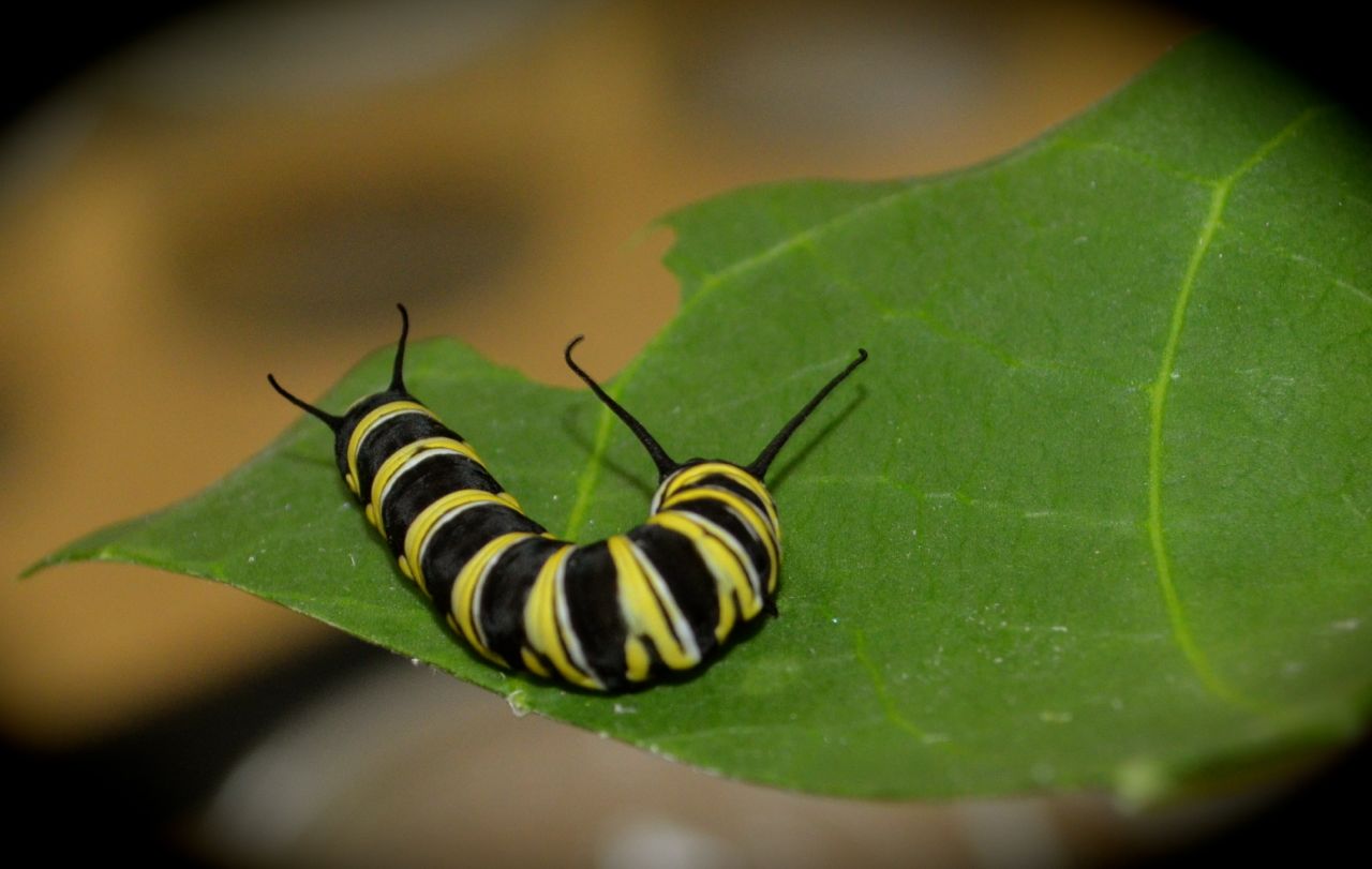 Algunos de los insectos exóticos que deambulan en nuestras calles