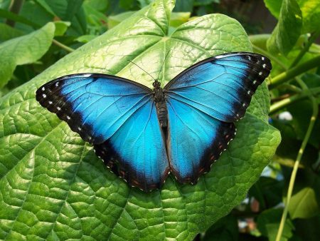 Apreciar la belleza de las mariposas azules en Chapultepec