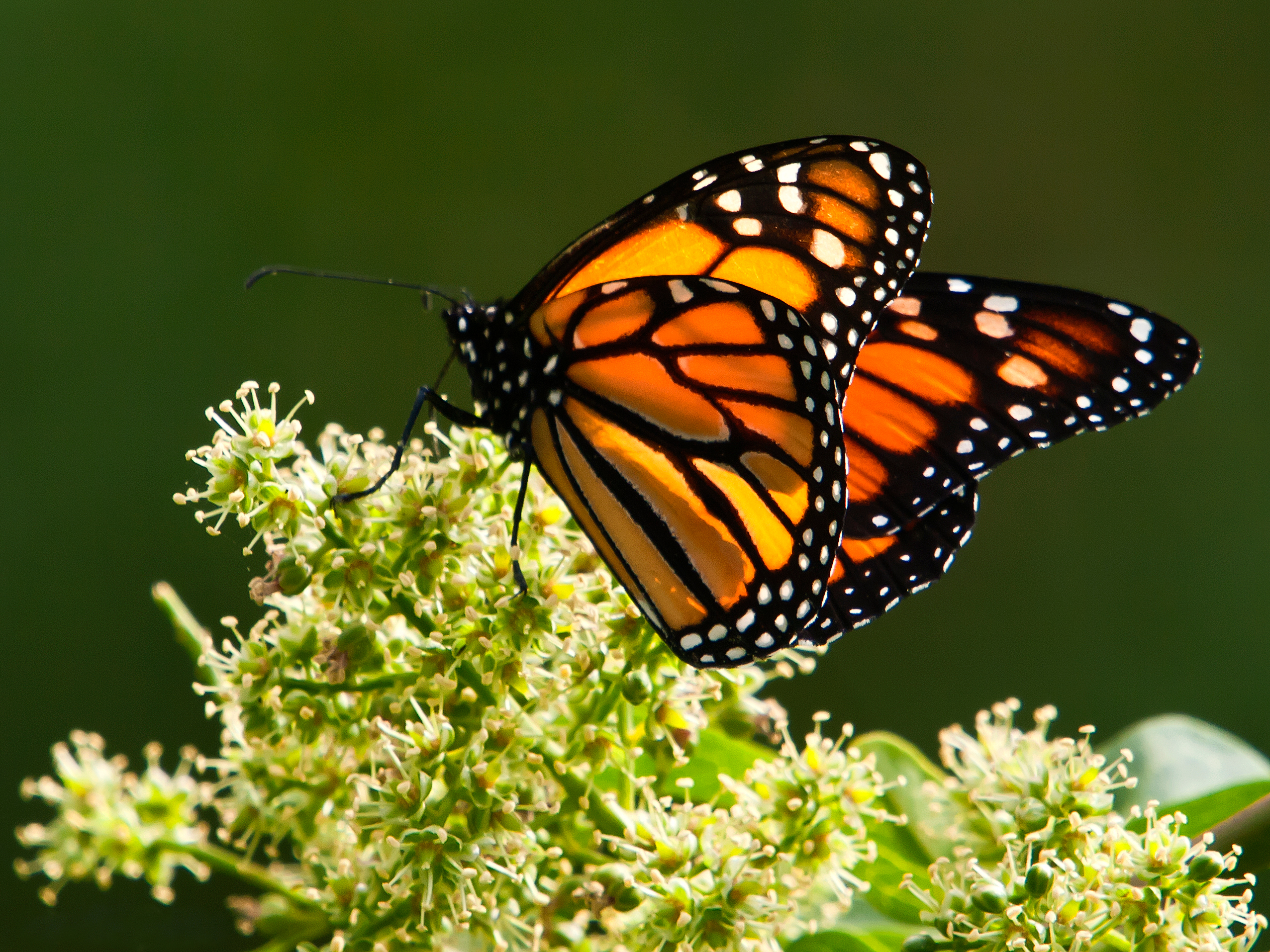 Mariposas Monarca y otras especies en peligro de extinción que no habíamos considerado