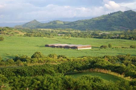 Matacapan: la ciudad perdida de Veracruz entre cultivos de tabaco