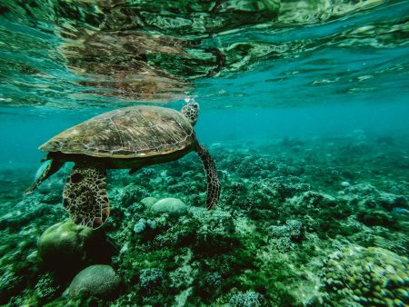 Este precioso mito maya habla del sol, la luna y las tortugas