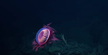 Hallan una extraordinaria medusa en la costa de México