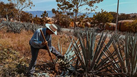 El Mezcal de Puebla obtiene denominación de origen para un auténtico mezcal artesanal