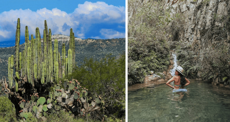 Reserva Ecológica de Meztitlán y las cactáceas más importantes de México