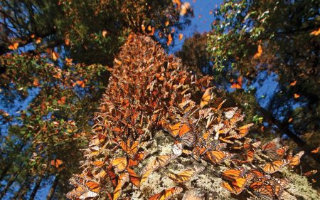 Llegan a México las primeras mariposas monarca que han volado desde Canadá y EUA