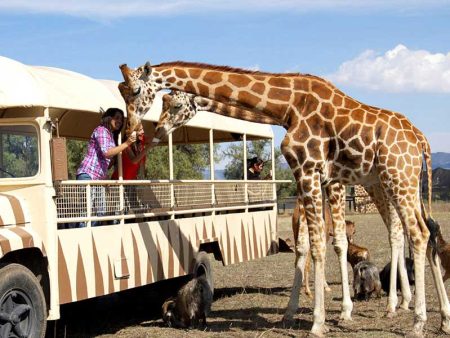 Imperdibles safaris para visitar en México