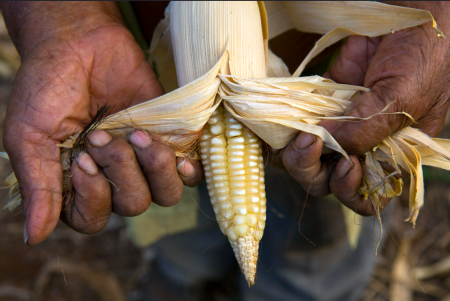 La Milpa Maya o Ich Kool ya forma parte del Patrimonio Agrícola Mundial