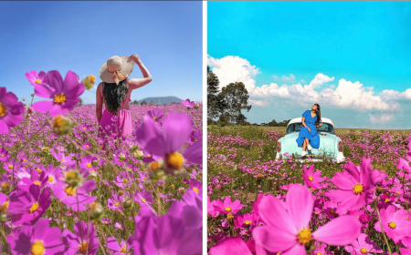 Los preciosos campos de mirasoles rosa florecieron en Amealco