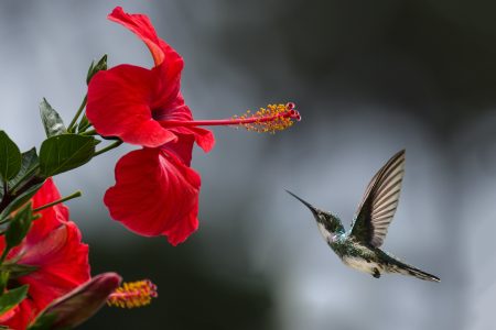 El hermoso mito de Huitzilopochtli y los colibríes para reflexionar sobre su hábitat