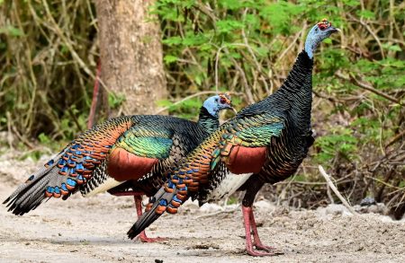 El mito maya del pavo ocelado, un animal venerado tanto como el jaguar o la serpiente