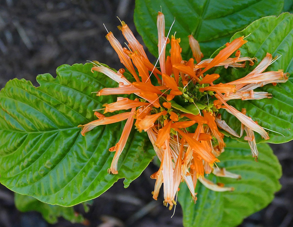 El Muicle es una de las plantas medicinales mexicanas más antiguas (FOTOS)