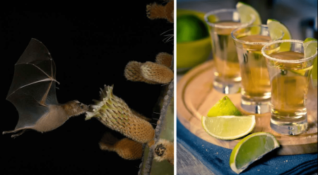 Sin murciélagos no tendríamos tequila, una fascinante relación simbiótica