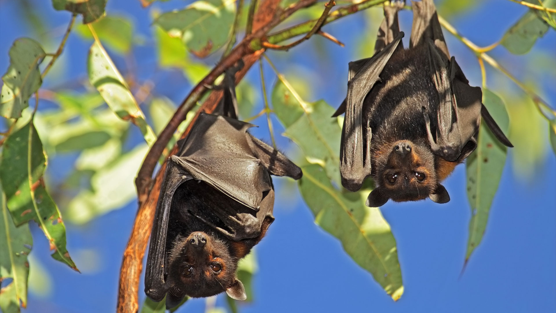 Conoce a los murcielagos magueyeros en el zoológico de Los Coyotes