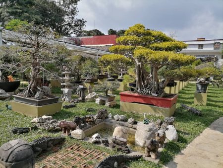 Museo Tatsuguro, la encantadora casa para los amantes del bonsái