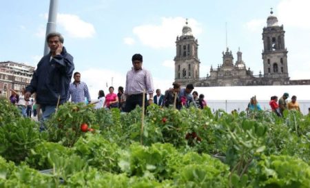 El Zócalo se transforma en un mega huerto urbano