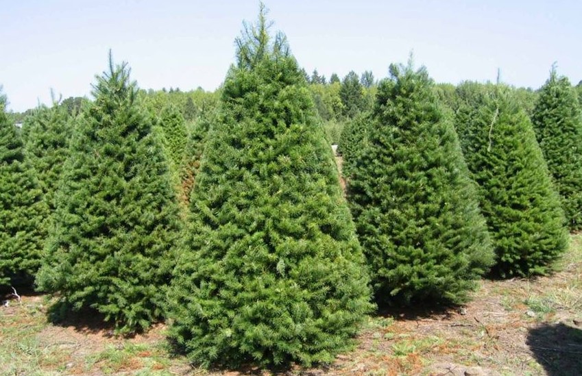 Estos son los lugares donde puedes comprar o rentar un árbol natural de Navidad