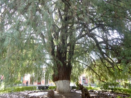 El árbol de la Noche Triste tuvo hijos y hasta nietos