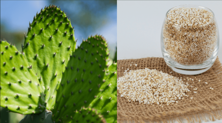 Nopal y amaranto, declarados alimentos del futuro por sus nutrientes