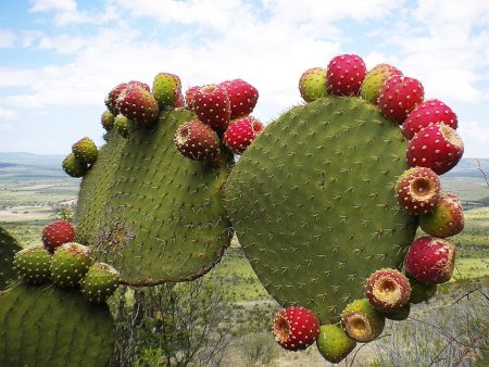 Los nopales, ¿fuentes de energía para el futuro?