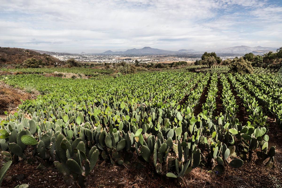 El glorioso nopal mexicano es cada día más consumido en Asia, Europa y África