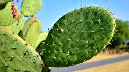 ¿Y si en vez de gasolina usamos la energía de los nopales?