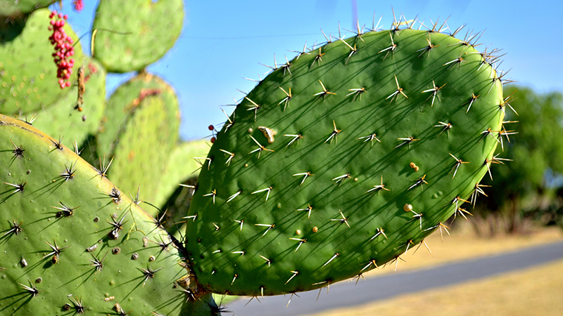 nopal