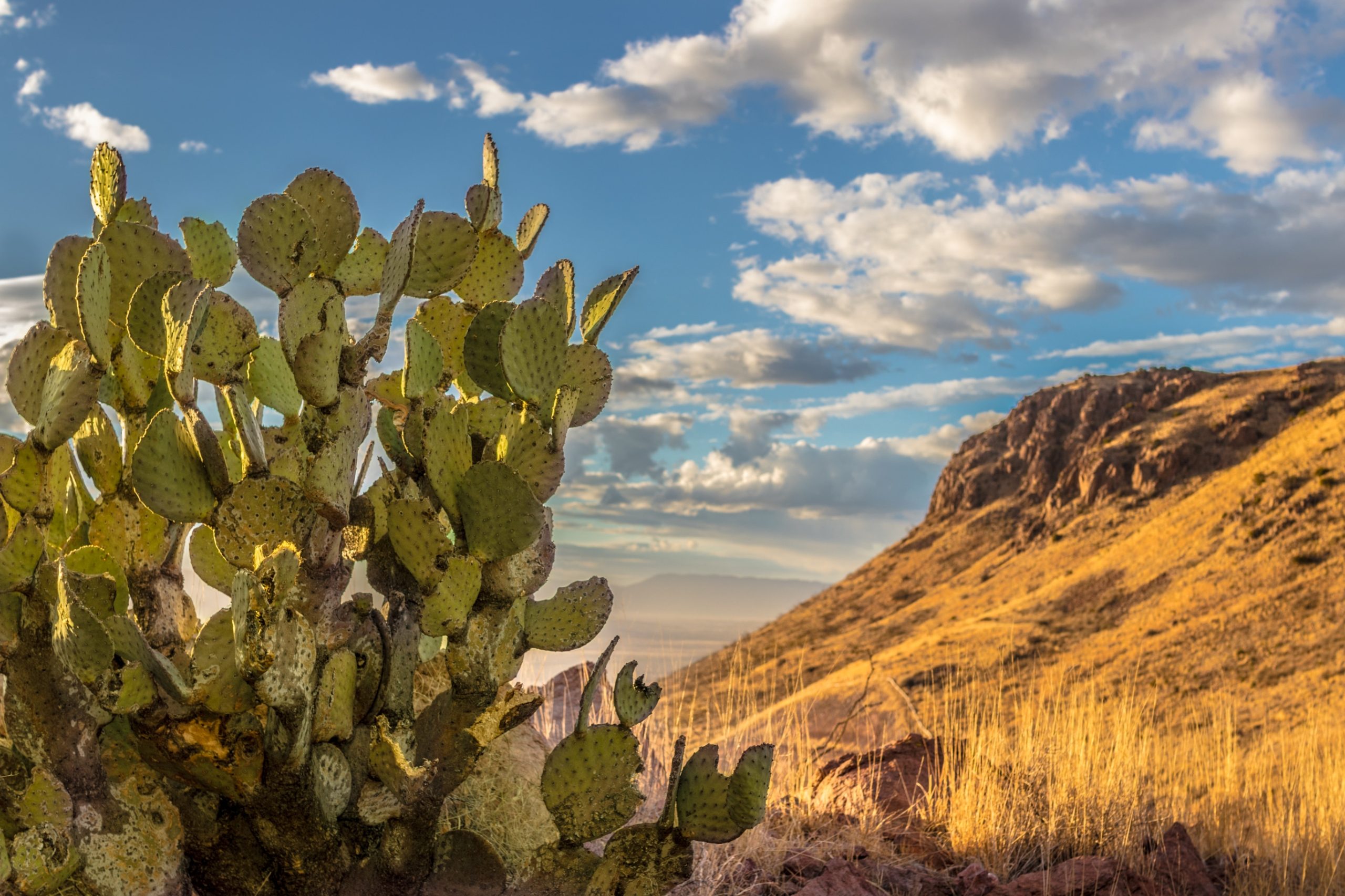 El futuro de nuestra alimentación se encuentra en el nopal