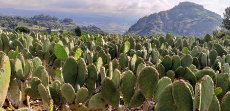 Nopaltepec y otras fascinantes nopaleras cercanas a la CDMX  (FOTOS)