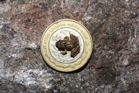 Descubren ranas miniatura del tamaño de una moneda de $5 pesos