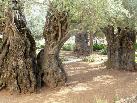 El legendario Huerto de los Olivos de este ex convento franciscano tiene más de 500 años