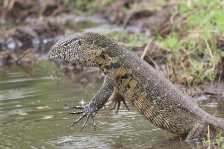 Ya podemos visitar en Chapultepec al extraño reptil que fue rescatado en Xochimilco