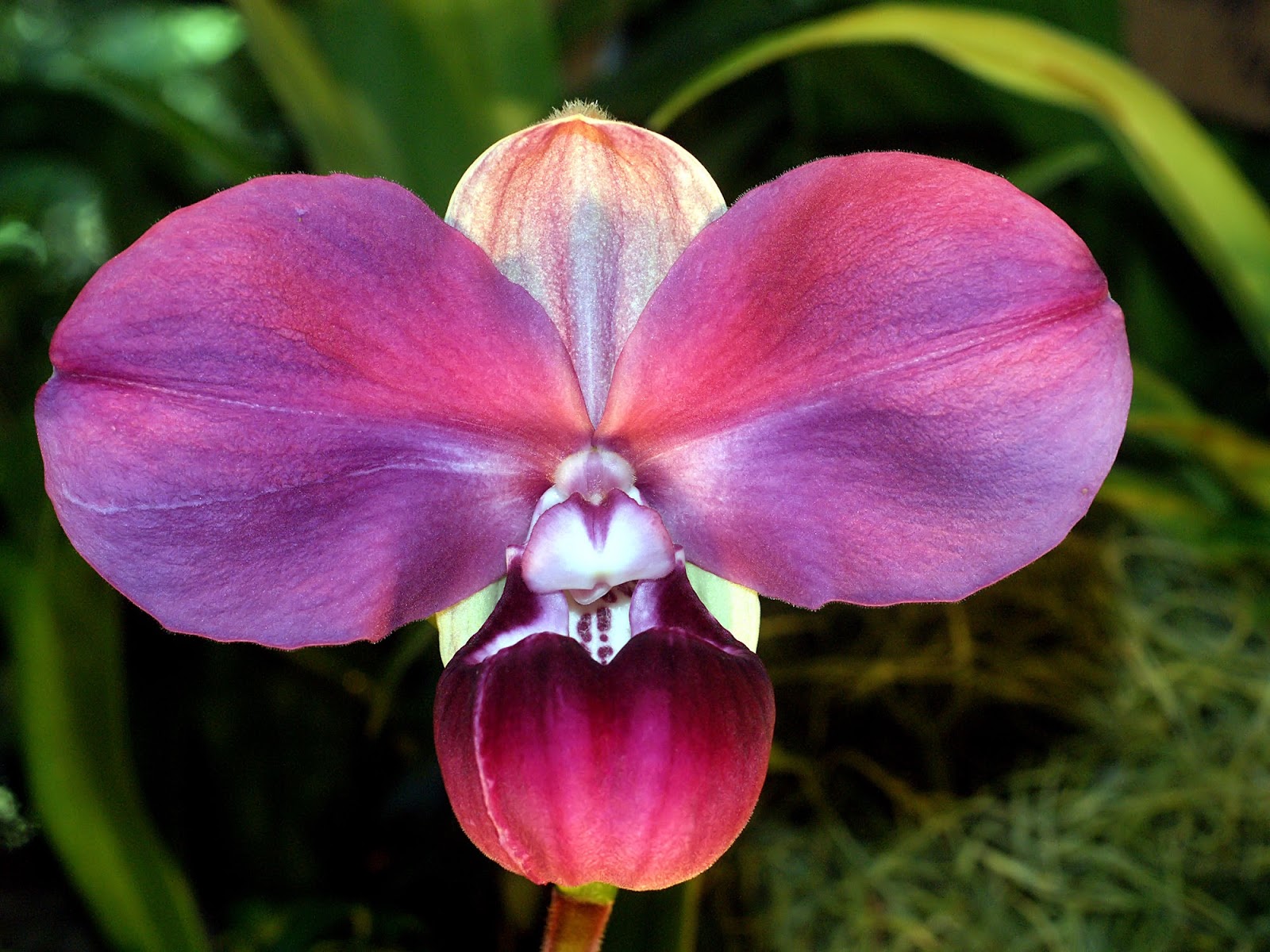 Propósito ecológico de año nuevo: cuidar las orquídeas en peligro de extinción