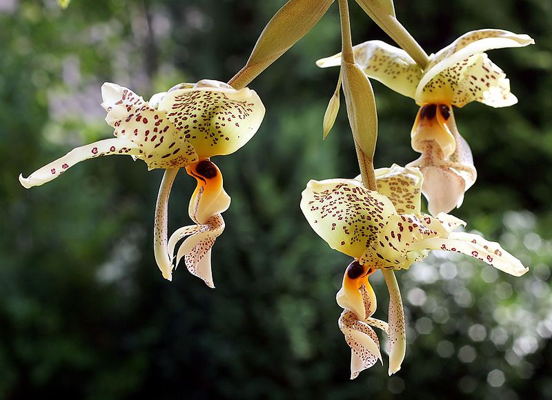 Idílicas postales de las orquídeas nacidas en México