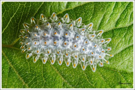 Mira la metamorfosis de la hermosa Oruga de Cristal Mexicana (FOTOS)