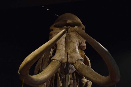 Mamut de Ecatepec, la historia del primer gran tesoro prehistórico en México