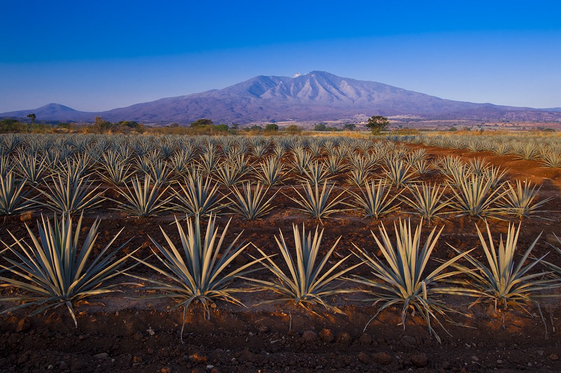 El Paisaje agavero de Tequila es Patrimonio Mixto de la Humanidad