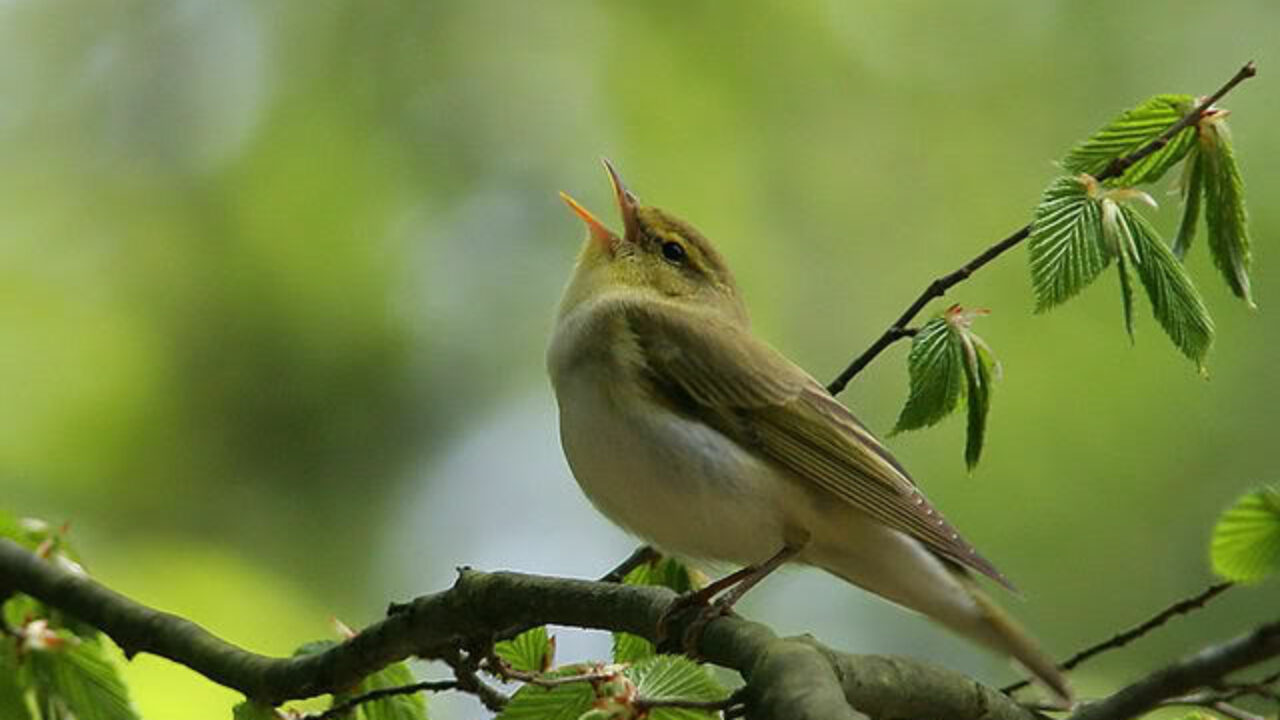 La maravillosa guía de pájaros cantores de la Ciudad de México