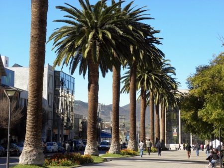 Las palmeras en la Ciudad de México, la promesa de un paraíso tropical californiano