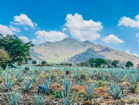 Paraíso Azul: un parque en medio del hermoso paisaje agavero de Tequila