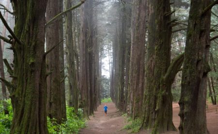 El Parque del Ocotal, el lugar de los árboles gigantes