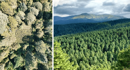 San Nicolás Totolapan, la profusión de un bosque que es un pulmón de la ciudad