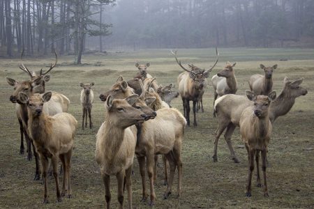 Parque Ecológico El Tecuán, una bella área natural protegida de Durango