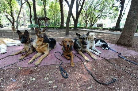 Conoce los parques con áreas exclusivas para perros en la ciudad