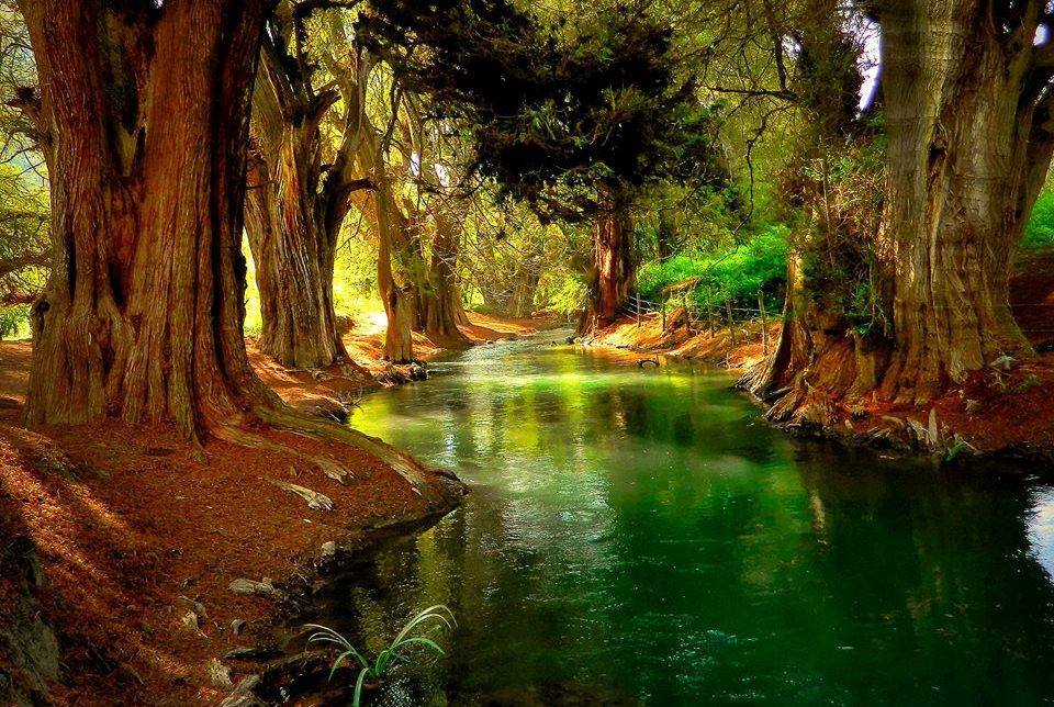 Paseo de los Ahuehuetes, un bosque romántico de maravillosos gigantes ancestrales