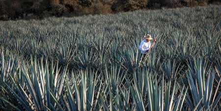 Mexicanos patentan máquina para aprovechar mejor el agave azul