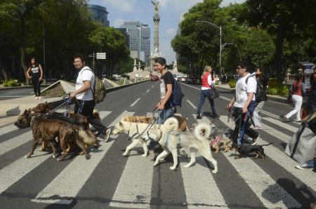 Patitas de Perro Night Tour: recorre la gloriosa CDMX en compañía de tu perrito